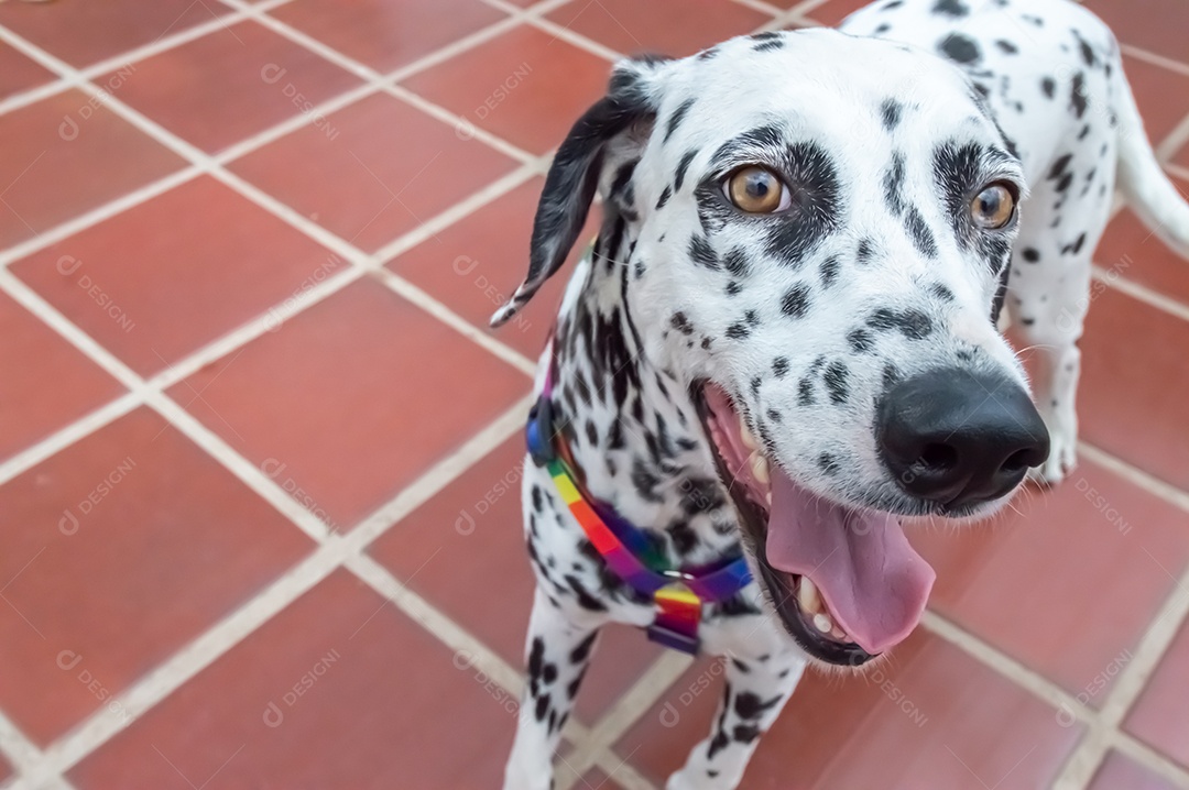 Cão dalmata fêmea e feliz com uma coleira colorida representando as cores LGBTQIA+.