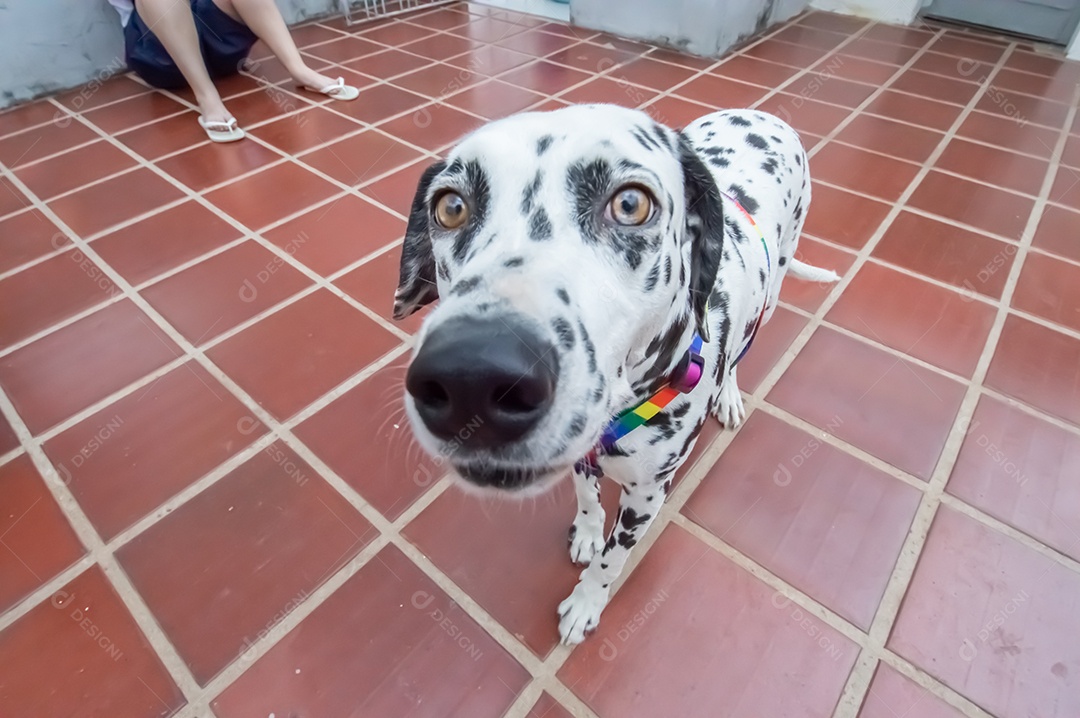 Cão dalmata fêmea e feliz com uma coleira colorida representando as cores LGBTQIA+.