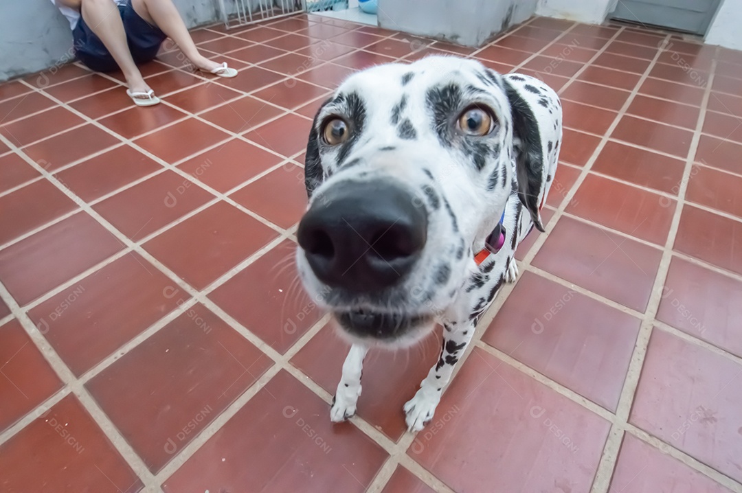 Cão dalmata fêmea e feliz com uma coleira colorida representando as cores LGBTQIA+.