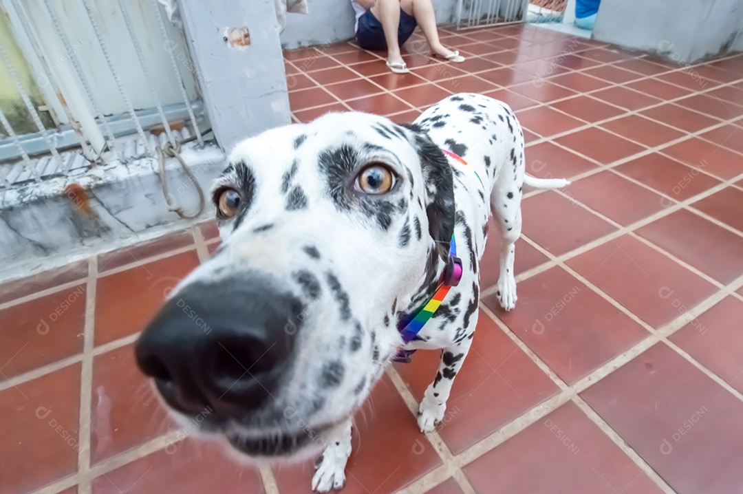 Cão dalmata fêmea e feliz com uma coleira colorida representando as cores LGBTQIA+.