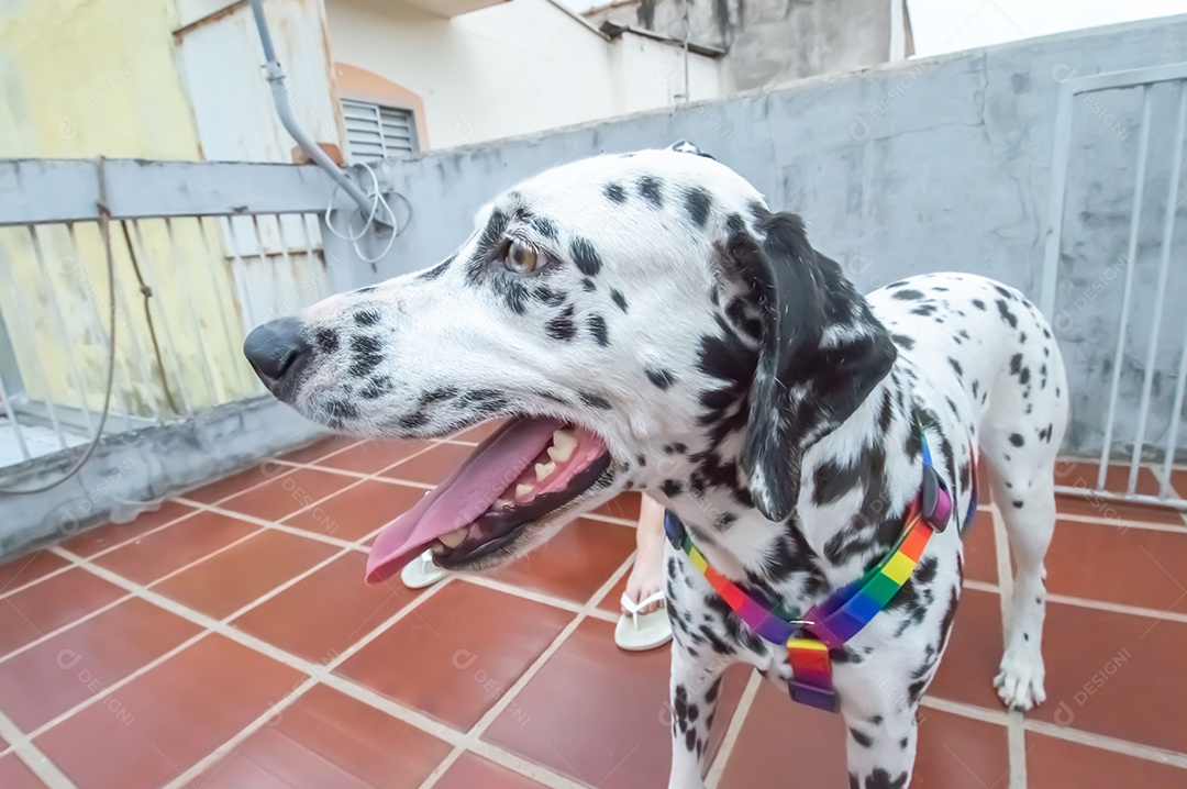 Cão dalmata fêmea e feliz com uma coleira colorida representando as cores LGBTQIA+.