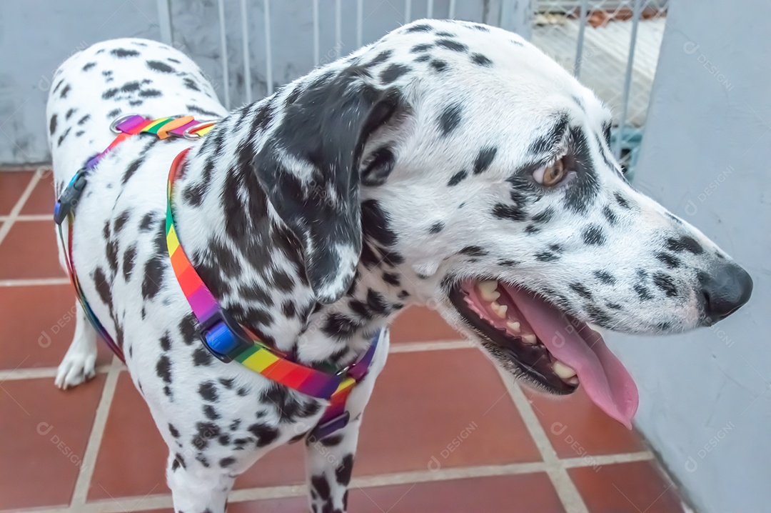 Cão dalmata fêmea e feliz com uma coleira colorida representando as cores LGBTQIA+.