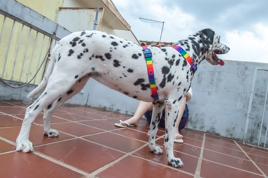 Happy female Dalmatian dog with a colorful collar representing LGBTQIA+ colors.