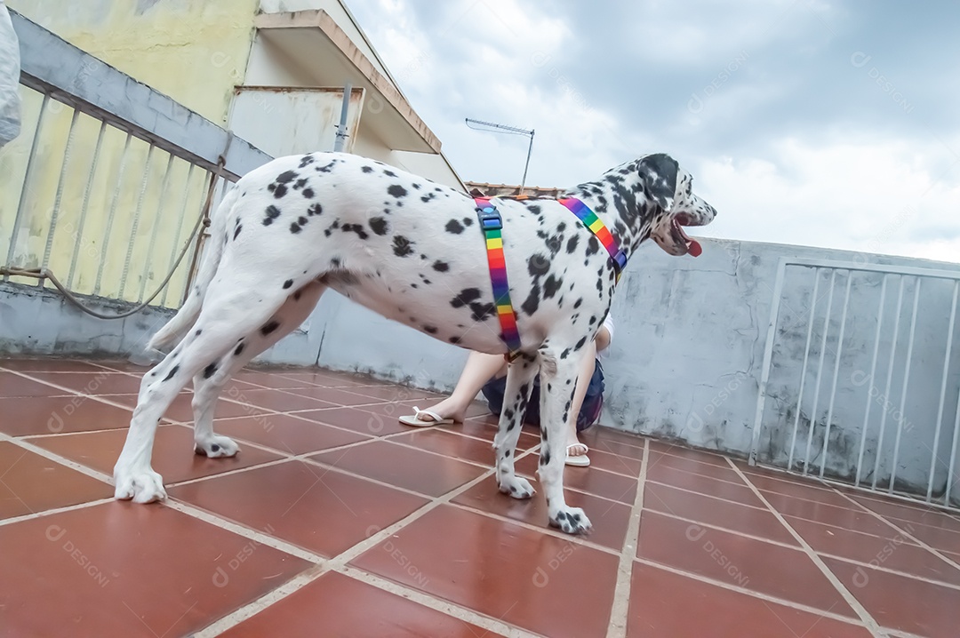 Cão dalmata fêmea e feliz com uma coleira colorida representando as cores LGBTQIA+.