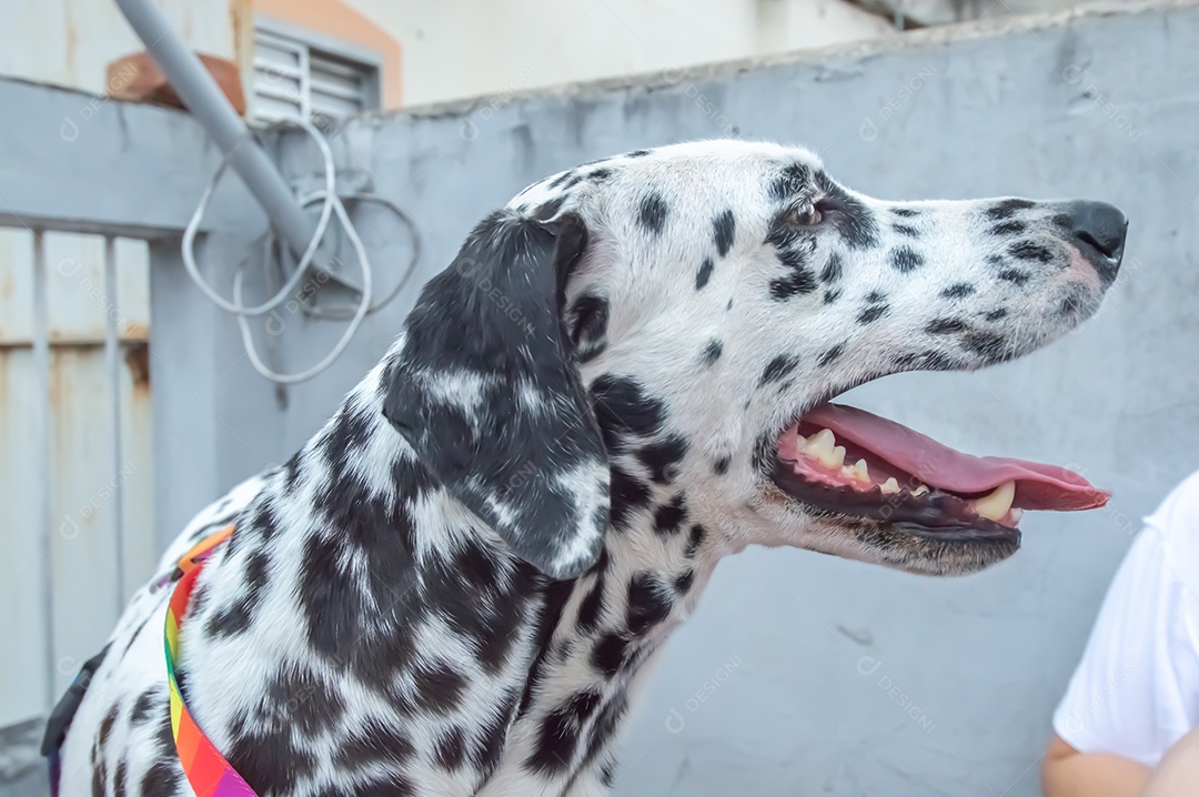 Cão dalmata fêmea e feliz com uma coleira colorida representando as cores LGBTQIA+.