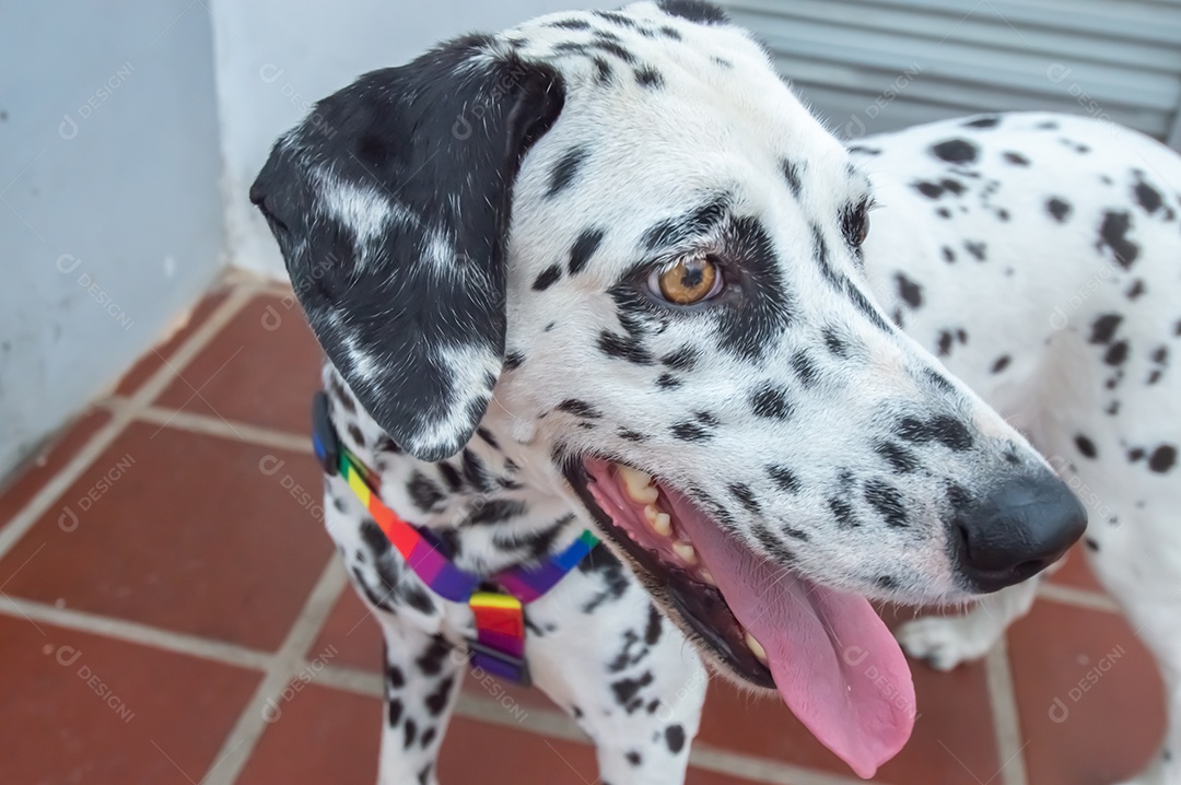 Cão dalmata fêmea e feliz com uma coleira colorida representando as cores LGBTQIA+.