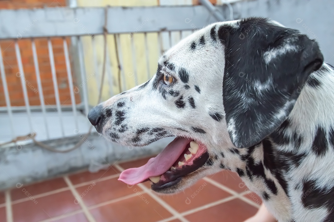 Cão dalmata fêmea e feliz com uma coleira colorida representando as cores LGBTQIA+.