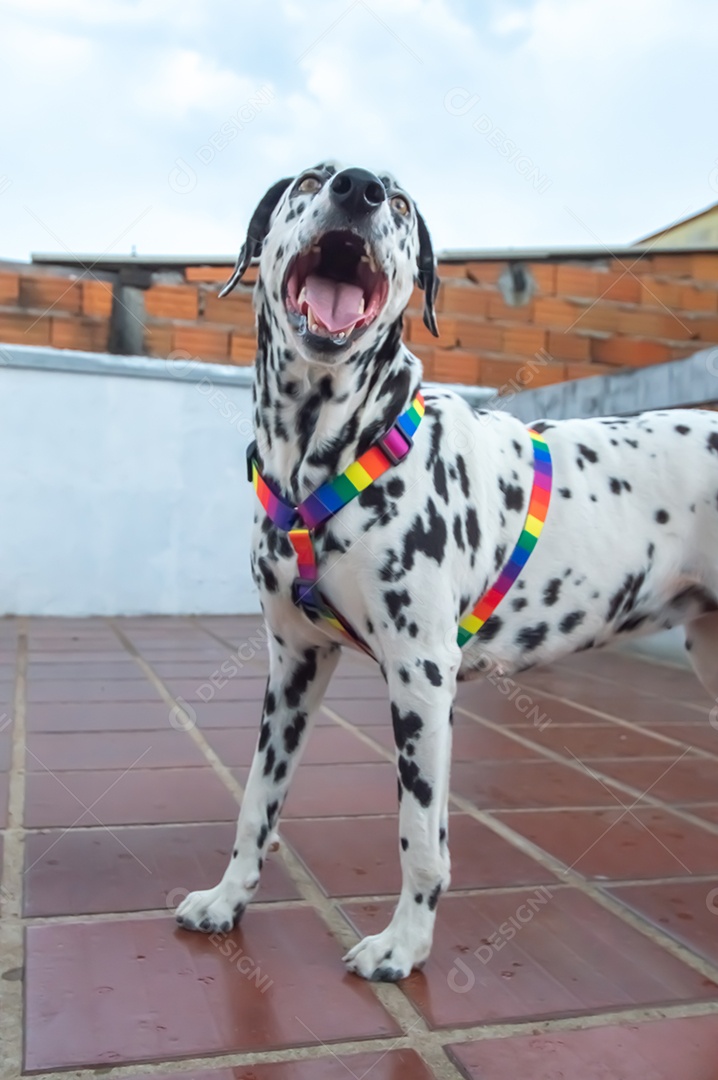 Cão dalmata fêmea e feliz com uma coleira colorida representando as cores LGBTQIA+.