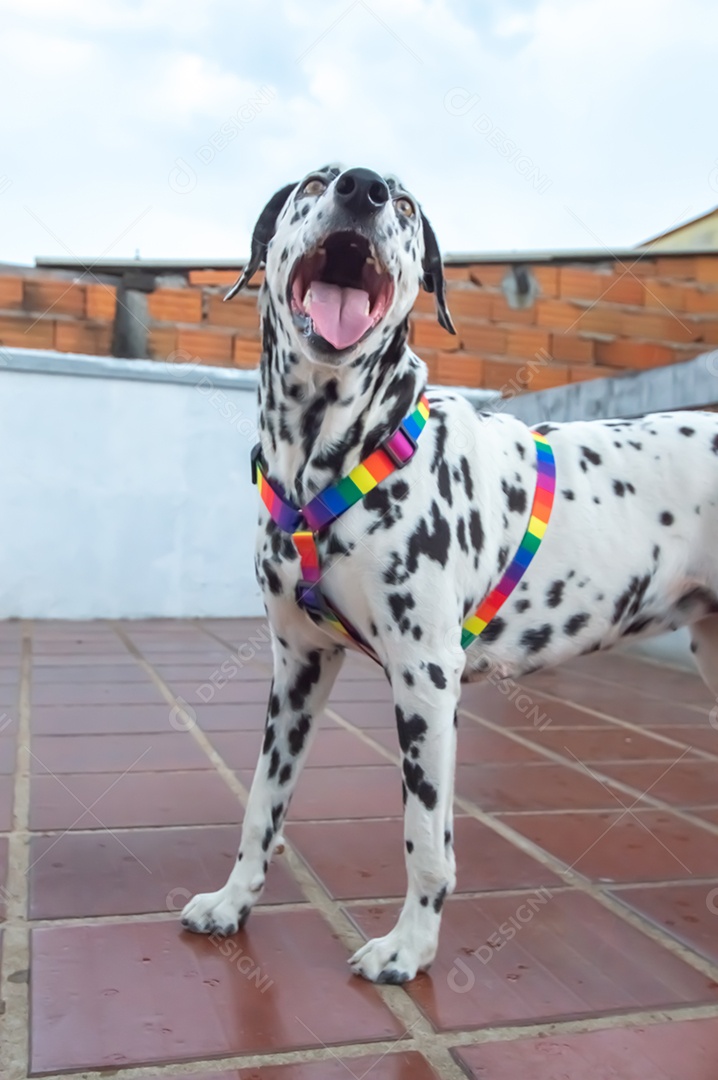 Cão dalmata fêmea e feliz com uma coleira colorida representando as cores LGBTQIA+.