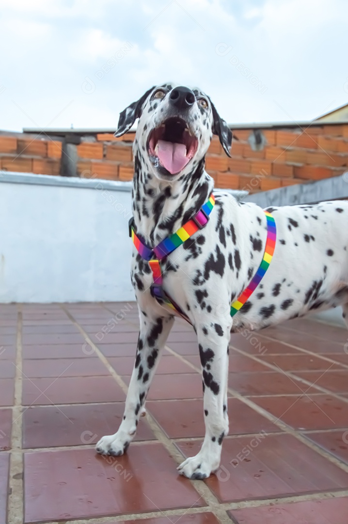 Cão dalmata fêmea e feliz com uma coleira colorida representando as cores LGBTQIA+.