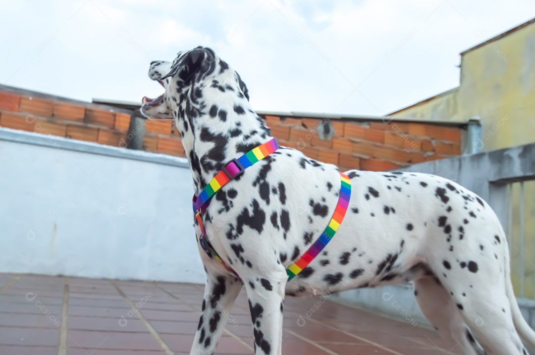 Cão dalmata fêmea e feliz com uma coleira colorida representando as cores LGBTQIA+.