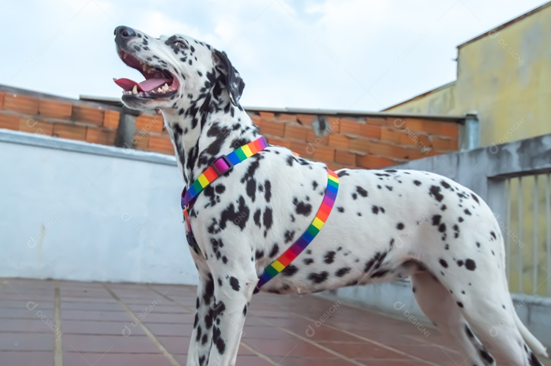 Cão dalmata fêmea e feliz com uma coleira colorida representando as cores LGBTQIA+.