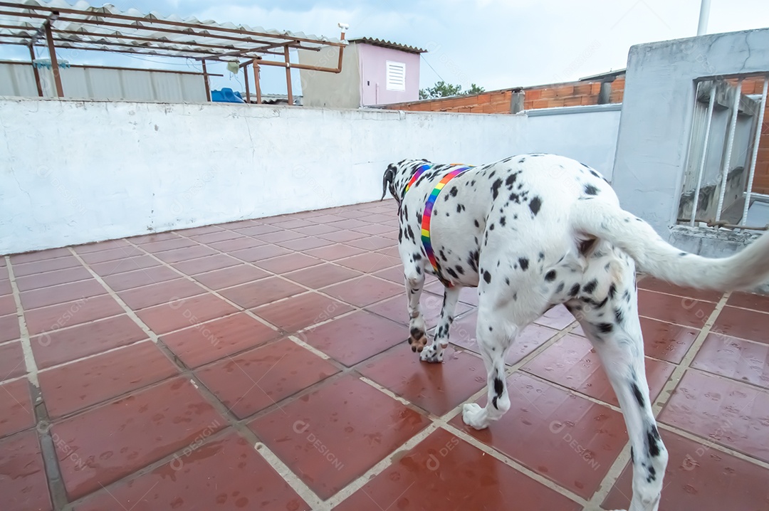 Cão dalmata fêmea e feliz com uma coleira colorida representando as cores LGBTQIA+.