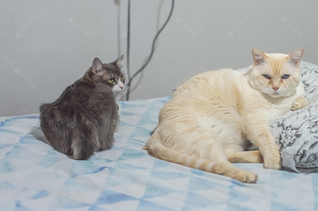 Gatos domésticos dormindo em uma cama grande, conceito de animal de estimação.