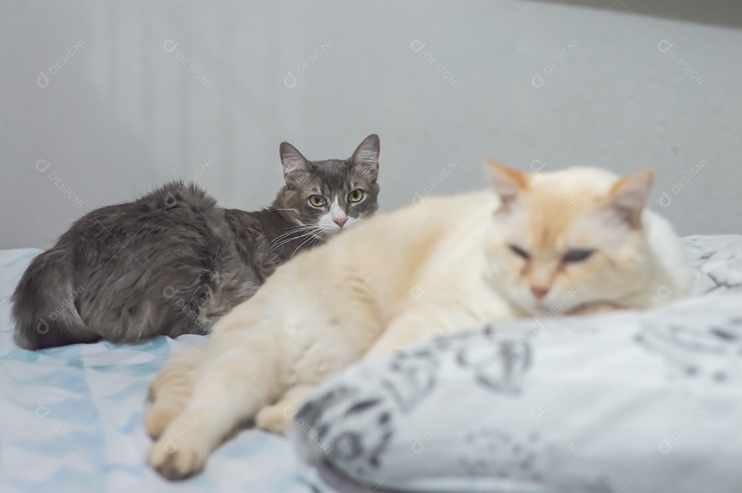 Gatos domésticos dormindo em uma cama grande, conceito de animal de estimação.