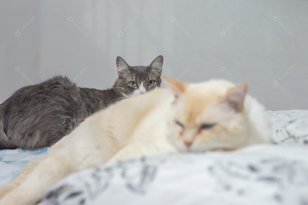 Gatos domésticos dormindo em uma cama grande, conceito de animal de estimação.