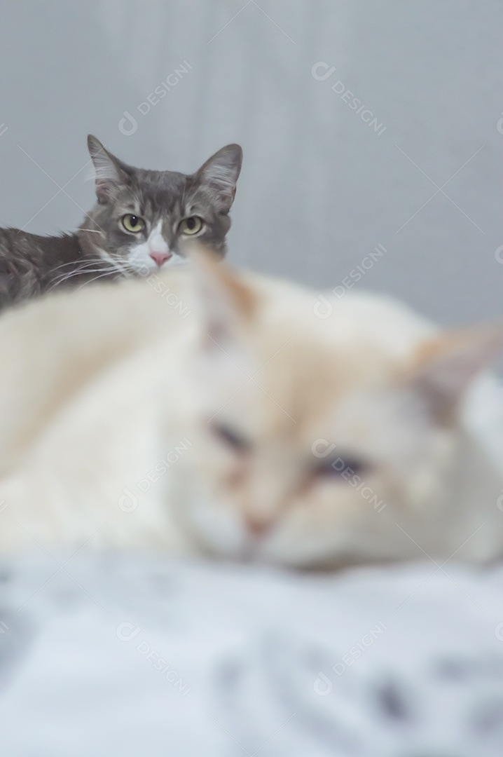 Gatos domésticos dormindo em uma cama grande, conceito de animal de estimação.