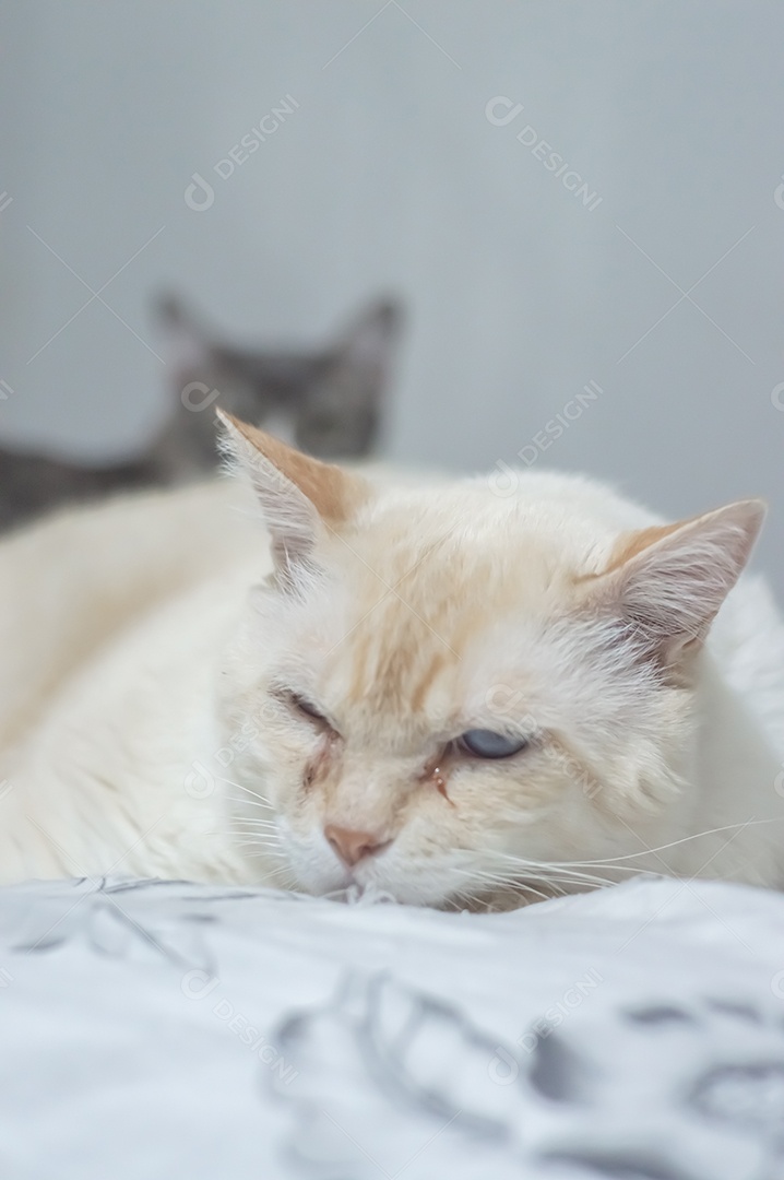 Gatos domésticos dormindo em uma cama grande, conceito de animal de estimação.