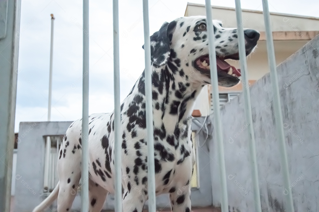 Cão da raça dlmata femea e feliz, vários ângulos.