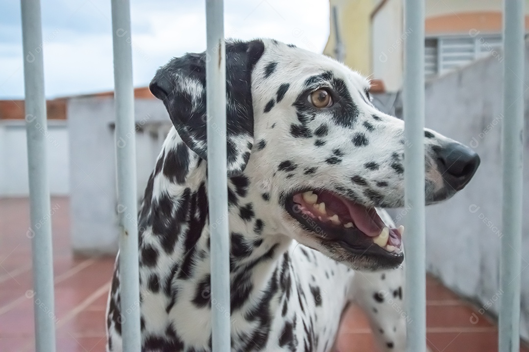 Cão da raça dlmata femea e feliz, vários ângulos.