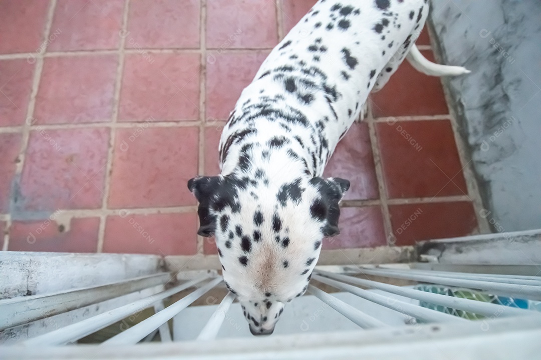 Cão da raça dlmata femea e feliz, vários ângulos.