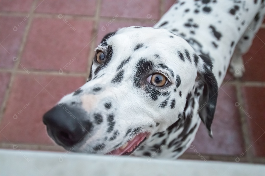 Cão da raça dlmata femea e feliz, vários ângulos.