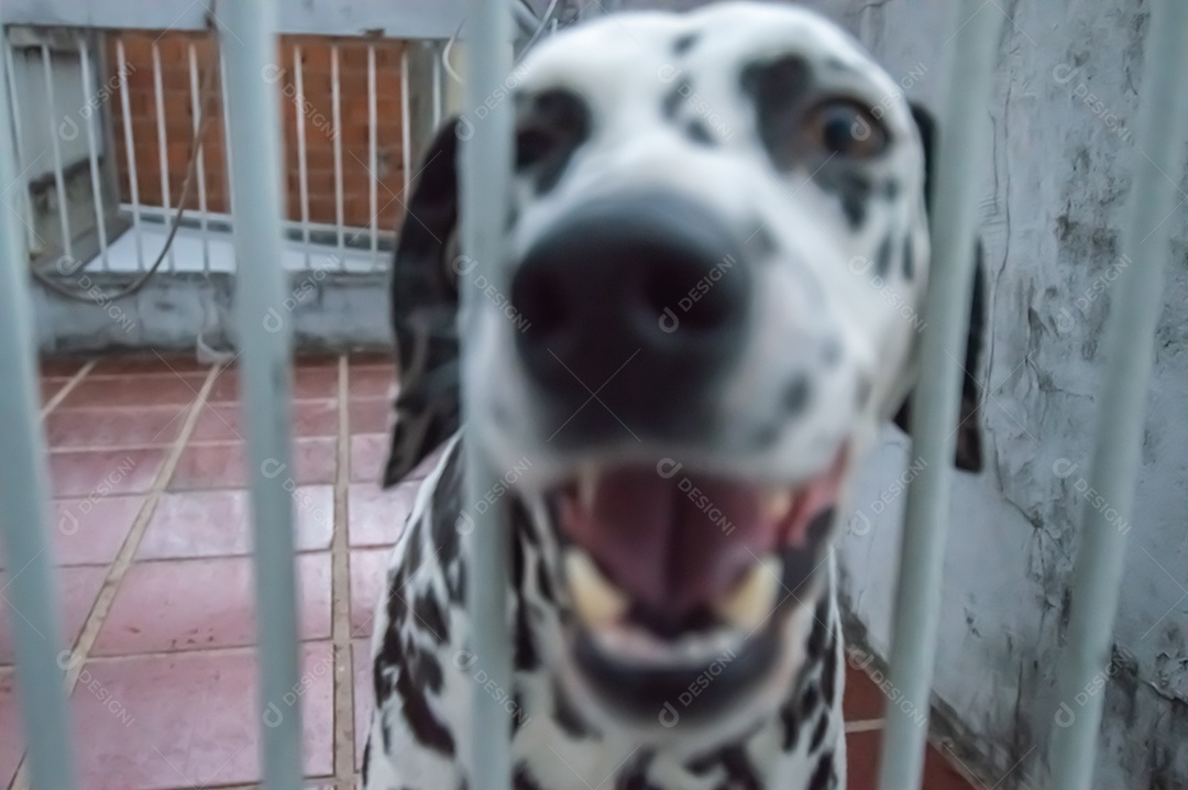 Cão da raça dlmata femea e feliz, vários ângulos.