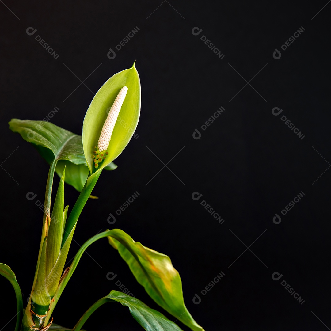 Linda flor de Aglaonema modestum Schott em fundo preto