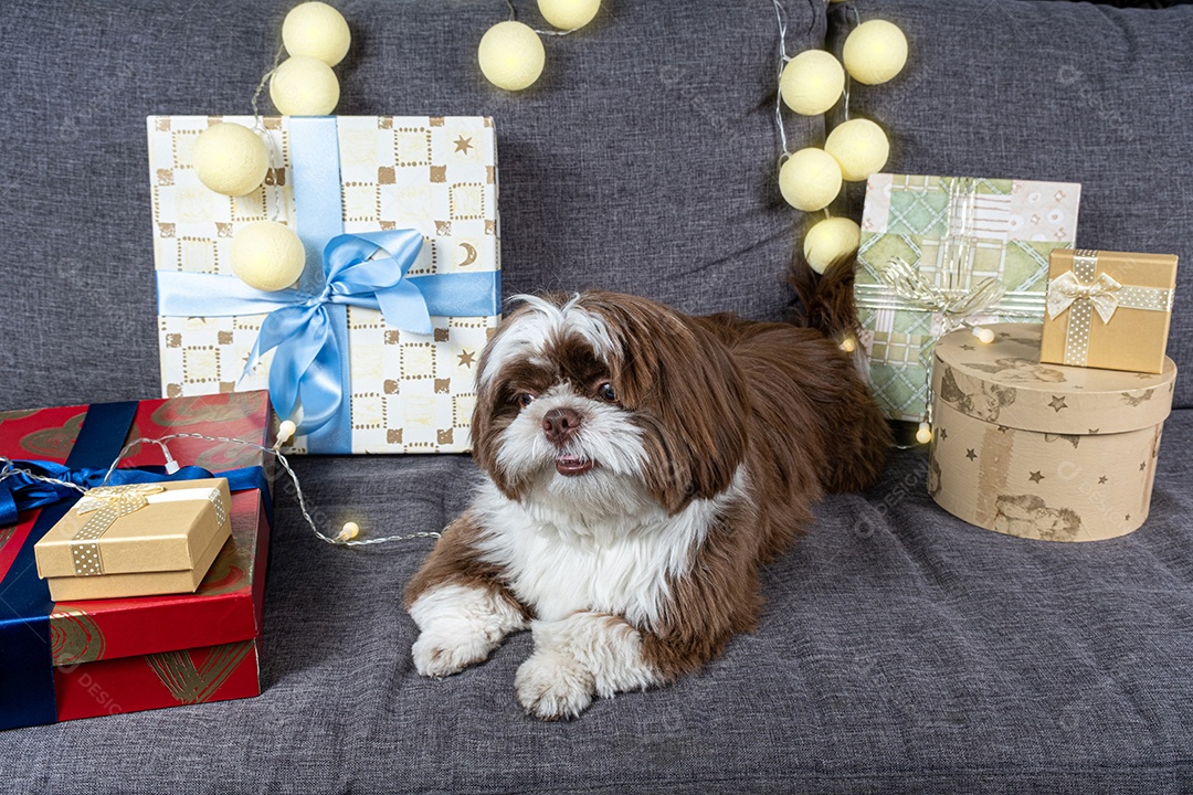 Cachorrinho Shih tzu de 9 meses deitado no sofá ao lado de caixas de presente e lâmpadas.