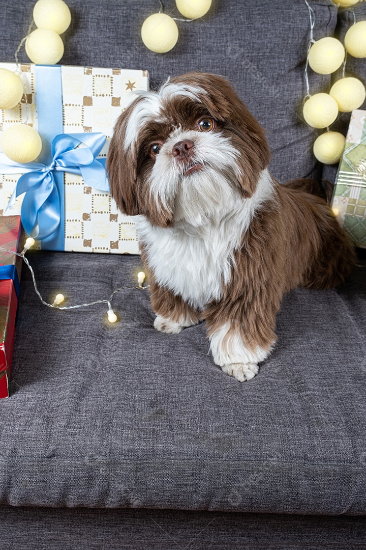 Cachorrinho Shih tzu de 9 meses deitado no sofá ao lado de caixas de presente e lâmpadas.