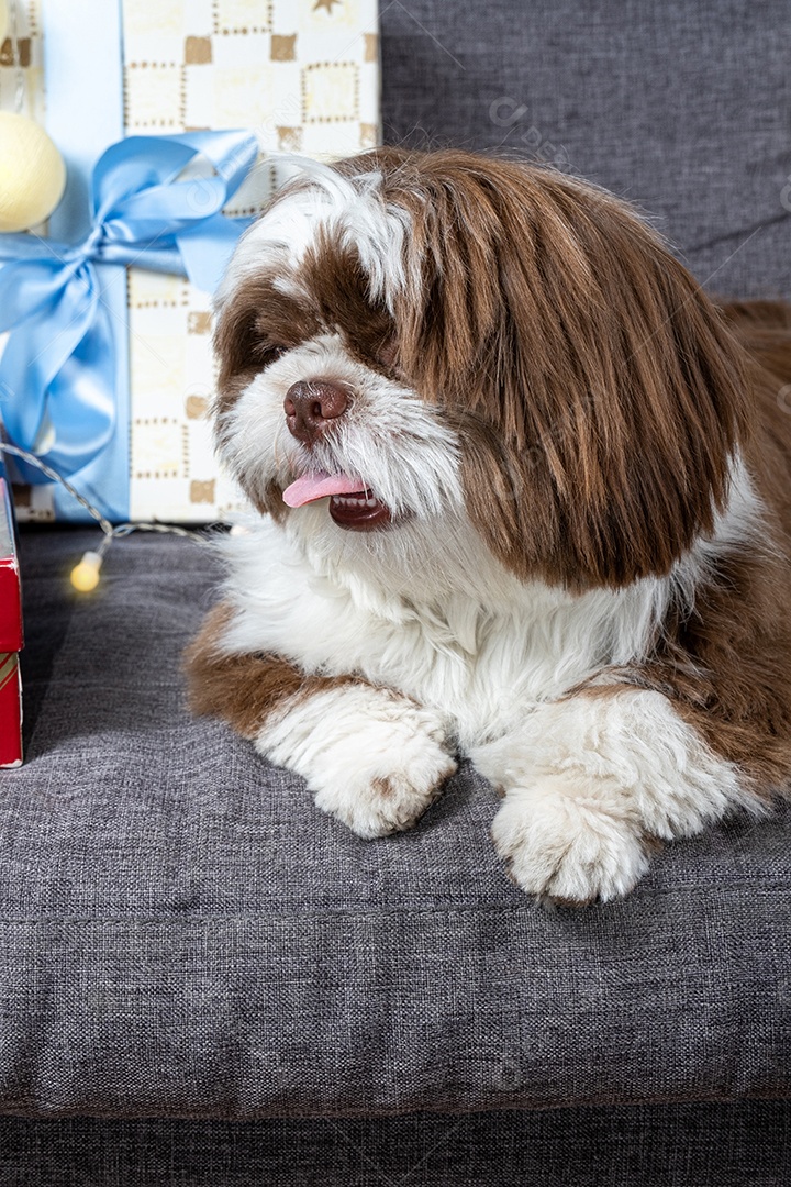 Cachorrinho Shih tzu de 9 meses deitado no sofá ao lado de caixas de presente e lâmpadas.