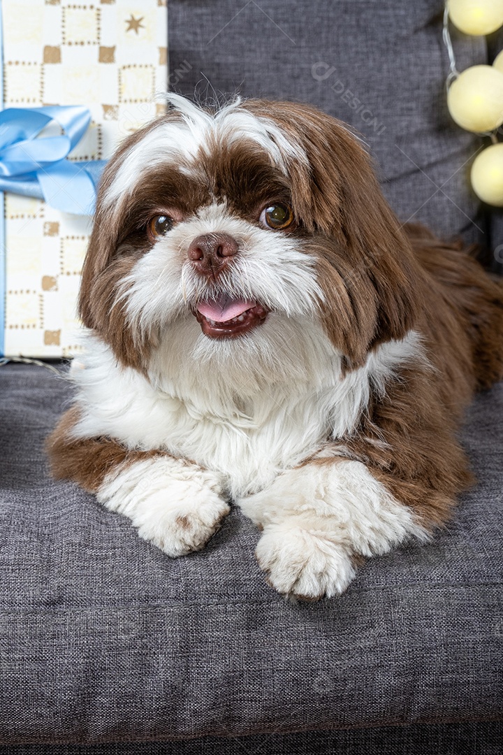 Cachorrinho Shih tzu de 9 meses deitado no sofá ao lado de caixas de presente e lâmpadas.