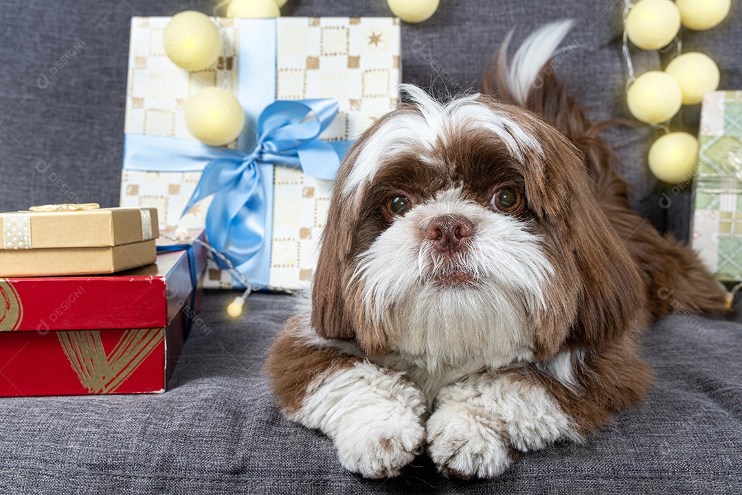 Cachorrinho Shih tzu de 9 meses deitado no sofá ao lado de caixas de presente e lâmpadas.