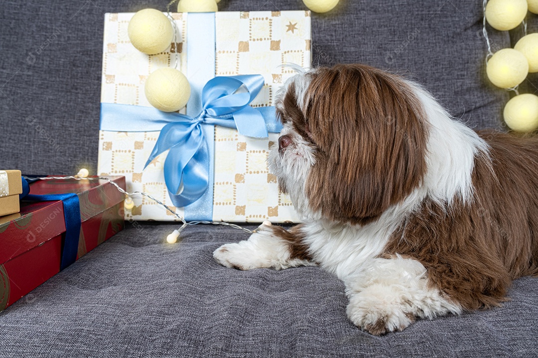 Cachorrinho Shih tzu de 9 meses deitado no sofá ao lado de caixas de presente e lâmpadas.