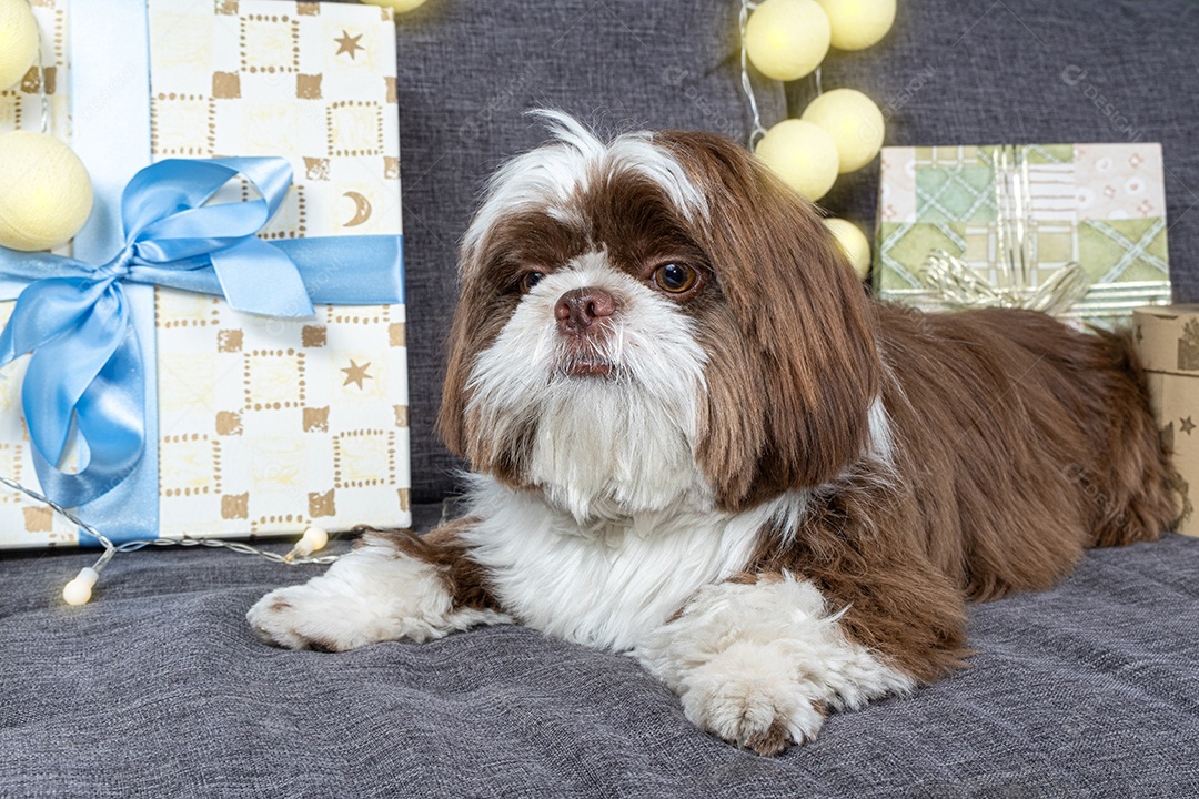 Cachorrinho Shih tzu de 9 meses deitado no sofá ao lado de caixas de presente e lâmpadas.