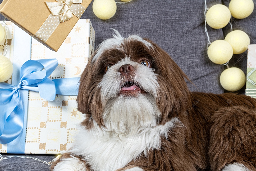 Cachorrinho Shih tzu de 9 meses deitado no sofá ao lado de caixas de presente e lâmpadas.