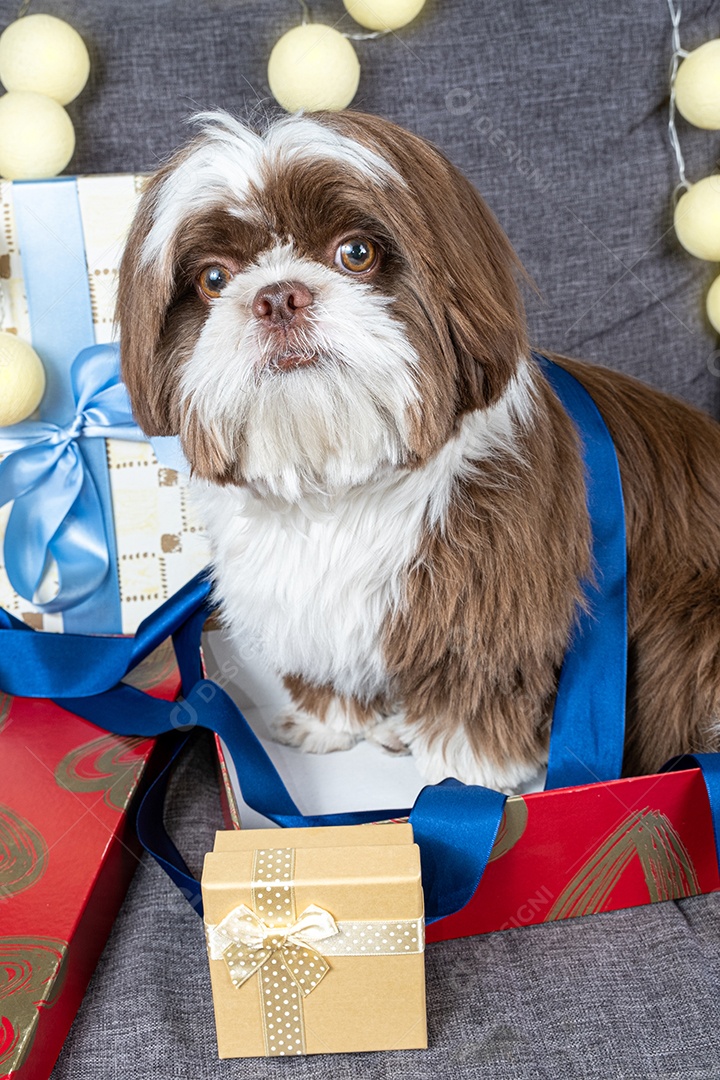 Cachorrinho Shih tzu de 9 meses deitado no sofá ao lado de caixas de presente e lâmpadas.