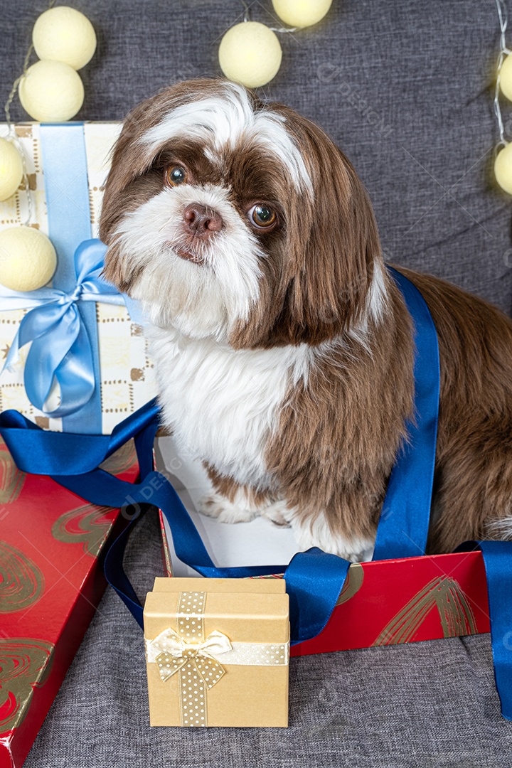 Cachorrinho Shih tzu de 9 meses deitado no sofá ao lado de caixas de presente e lâmpadas.