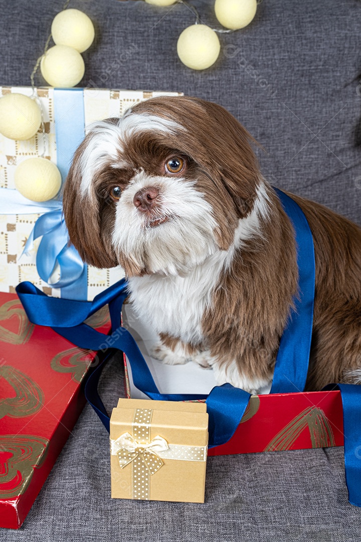 Cachorrinho Shih tzu de 9 meses deitado no sofá ao lado de caixas de presente e lâmpadas.