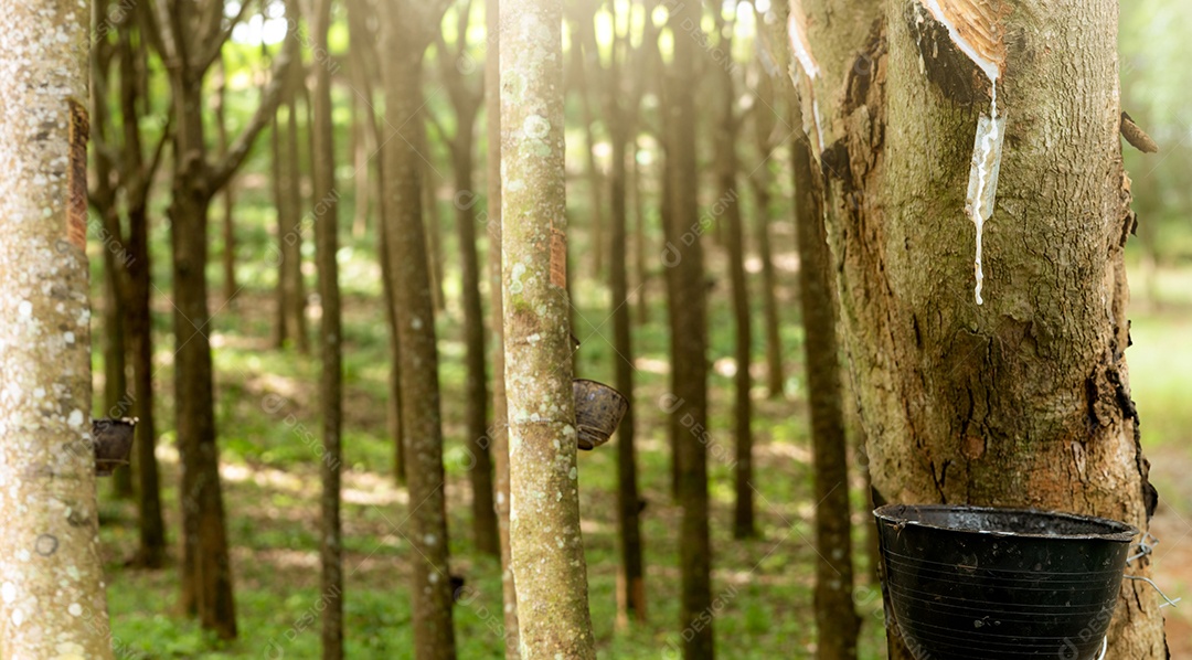 Extração da borracha no jardim da seringueira. Látex natural extraído