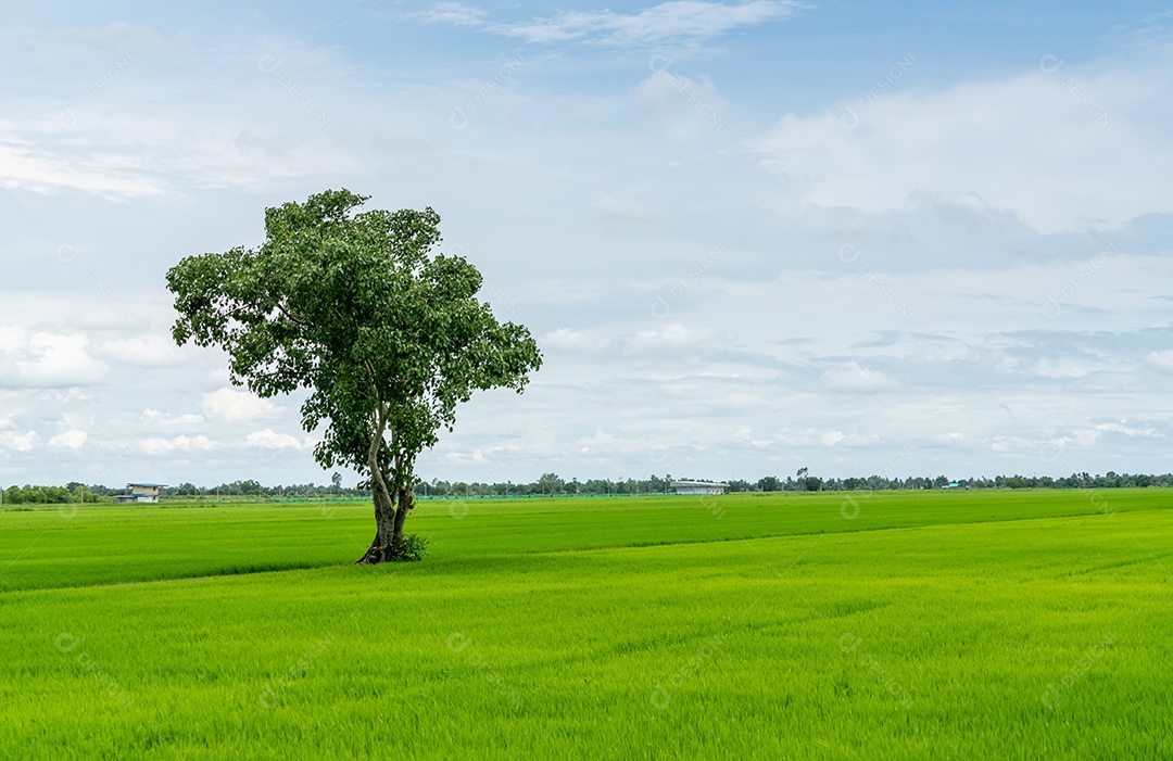 Paisagem do campo de arroz verde com uma árvore solitária e céu azul.