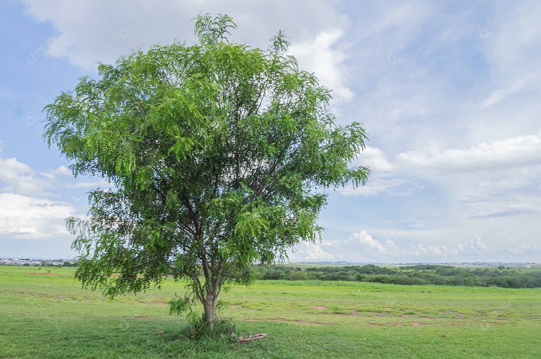 Árvore sozinha com céu azul ao fundo cheio de nuvens.