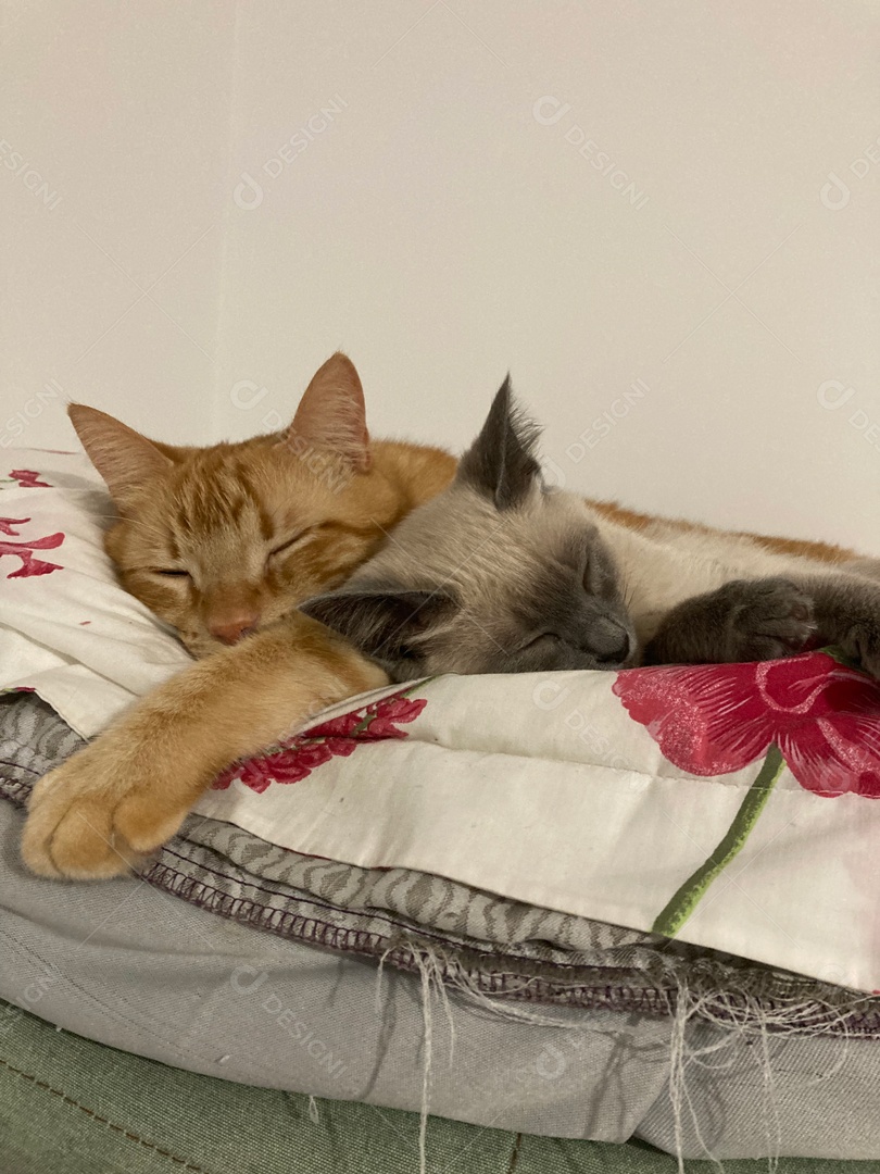 Gatos deitados sobre cama.