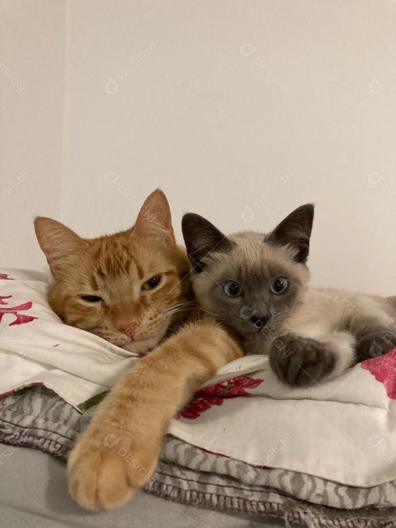 Gatos sobre cama deitados.