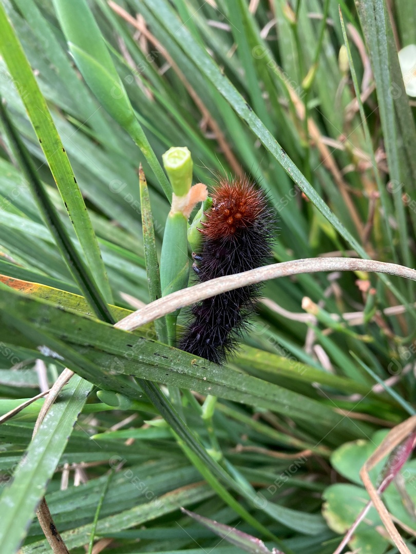 Pyrrharctia isabella Inseto.