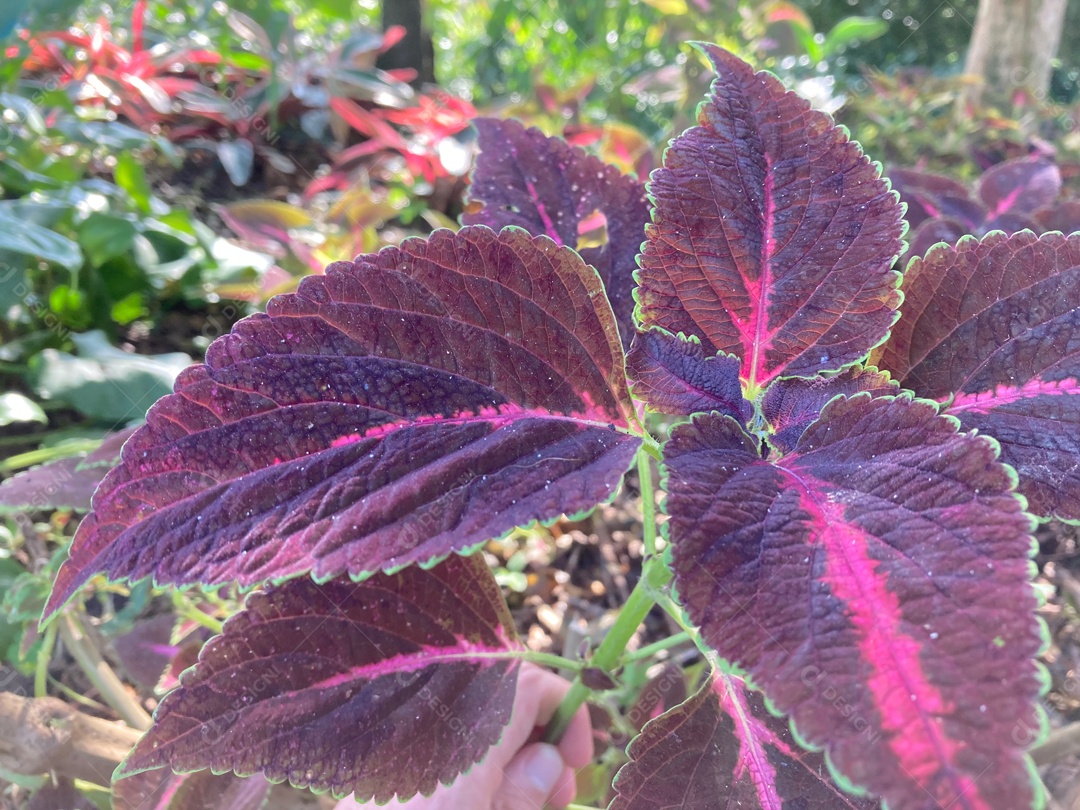 Pé de arvore sobre floresta selva.