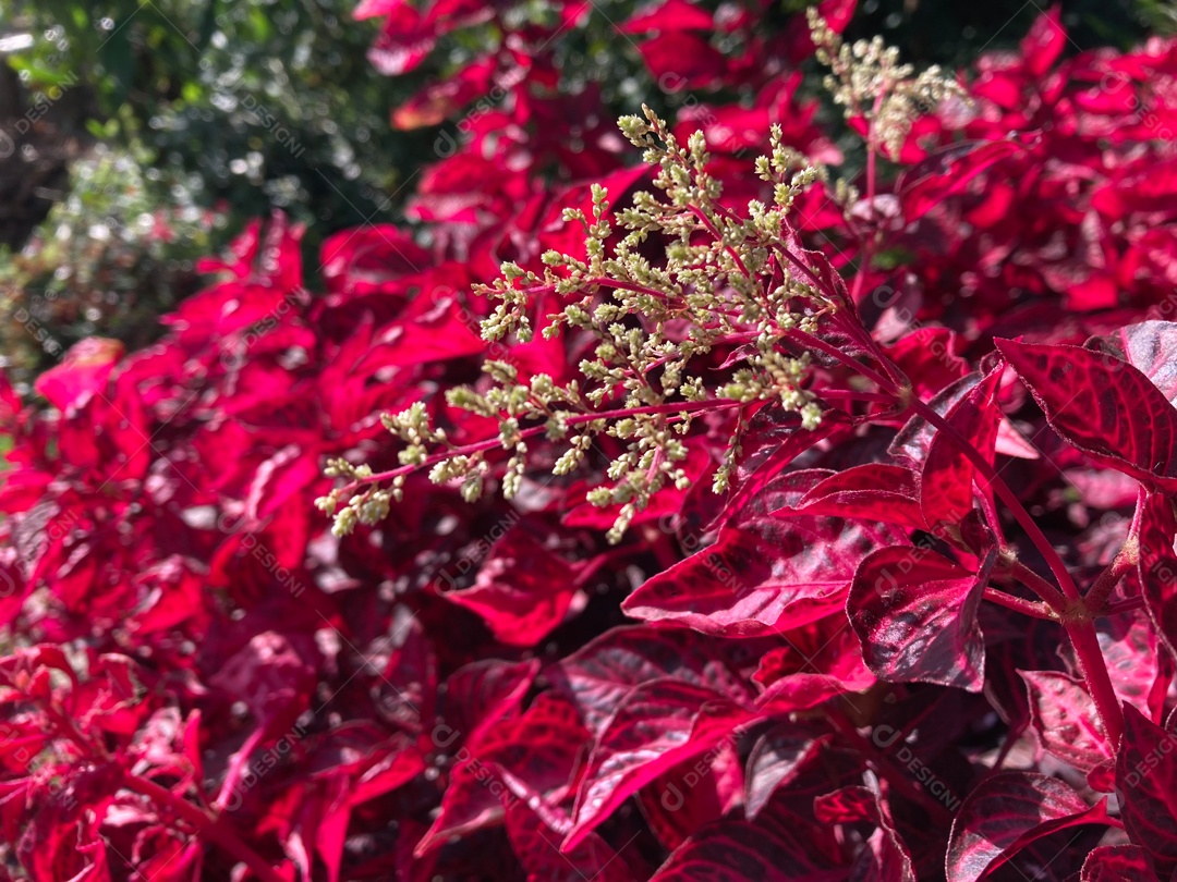 Flores sobre floresta.