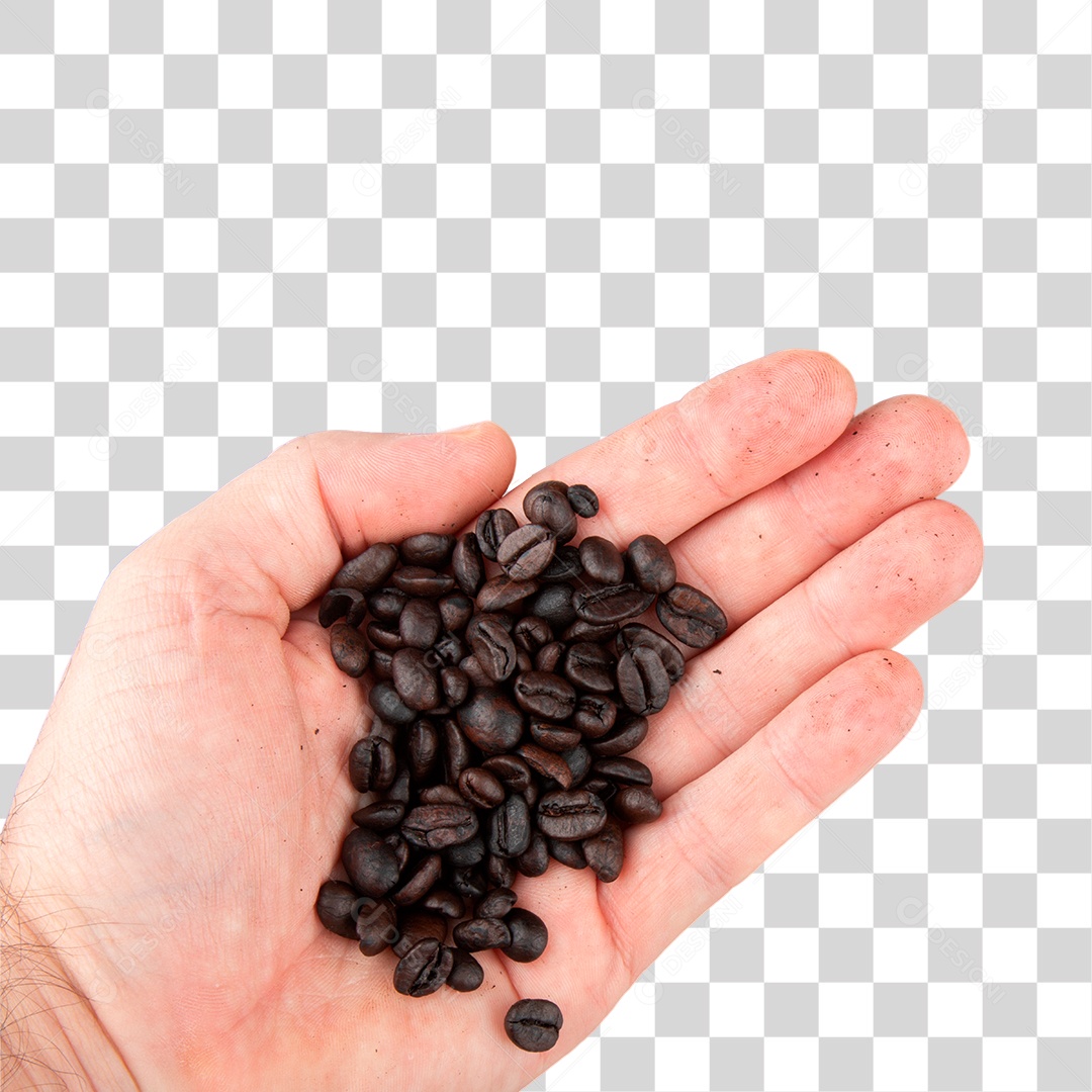 Mão Segurando Grãos de Café Torrados PNG Transparente Sem Fundo