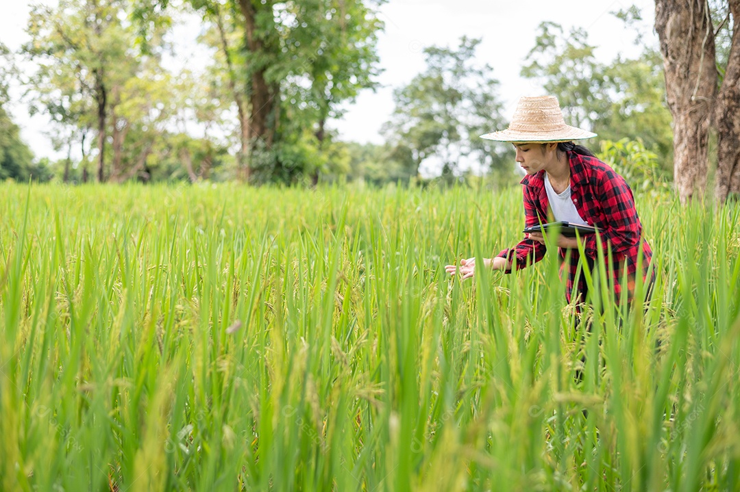 Mulher agricultora segurando um tablet e fazendo analise das plantações
