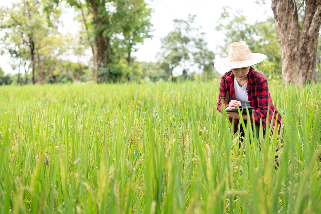 Mulher agricultora segurando um tablet e fazendo analise das plantações